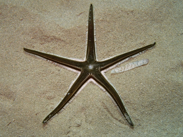 Astropecten bispinosus (Otto, 1823)